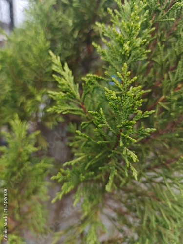 Mini green conifer plant with dense needle-like leaves, perfect for garden design, landscape visuals, and evergreen ornamental decoration