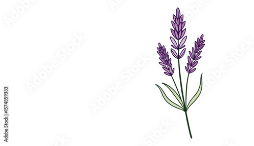 Vector illustration of a beautiful lavender sprig with purple flowers and green leaves