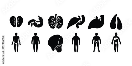 Detailed Human Anatomy Icon Set Featuring Various Internal Organs in Vector Format Suitable for Medical Illustration and Design Projects on transparent background comprehensive vector icon
