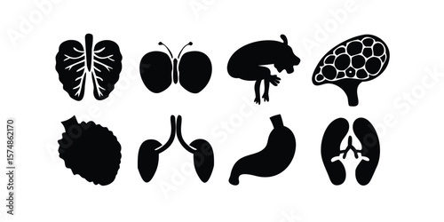 Comprehensive Human Anatomy Organ Icon Set Detailed Vector Glyphs for Medical and Educational Designs on transparent background This comprehensive human anatomy organ icon set features