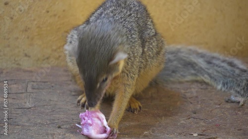 A dwarf mongoose eating a mouse