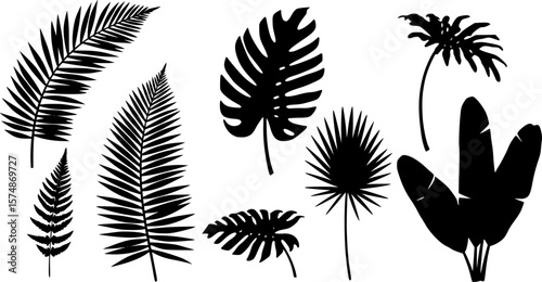 Tropical leaves vector collection. Set of silhouettes monochrome jungle exotic leaf, Philodendron, Palm leaves, Areca palm, Royal fern, Banana leaf isolated on white background. Vecor illustration