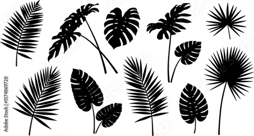 Tropical leaves vector collection. Set of silhouettes monochrome jungle exotic leaf, Philodendron, Palm leaves, Areca palm, Royal fern, Banana leaf isolated on white background. Vecor illustration