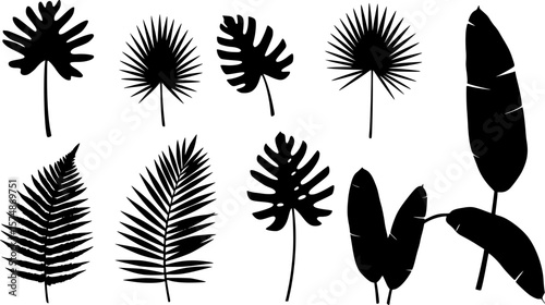 Tropical leaves vector collection. Set of silhouettes monochrome jungle exotic leaf, Philodendron, Palm leaves, Areca palm, Royal fern, Banana leaf isolated on white background. Vecor illustration