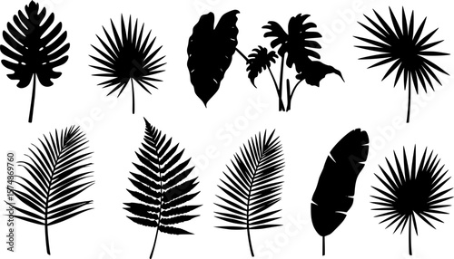 Tropical leaves vector collection. Set of silhouettes monochrome jungle exotic leaf, Philodendron, Palm leaves, Areca palm, Royal fern, Banana leaf isolated on white background. Vecor illustration