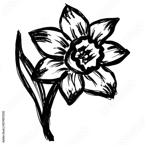 Hand-drawn daffodil flower illustration in black and white  