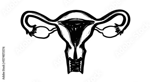 Abstract illustration of female reproductive system anatomy  