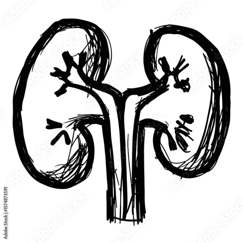 Abstract illustration of human kidneys in sketch style  