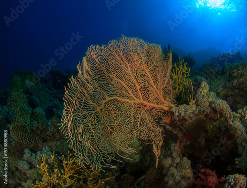 Fototapeta Naklejka Na Ścianę i Meble -  Orange-toned soft coral in a coral seascape.