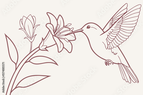 Flat line art vector illustration of a hummingbird sipping nectar from a flower