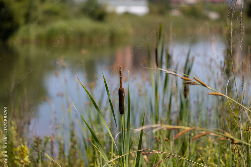 Fototapeta premium Cattail plant flourishing lakeside, soft-focused reeds and grasses creating natural, blended botanical landscape