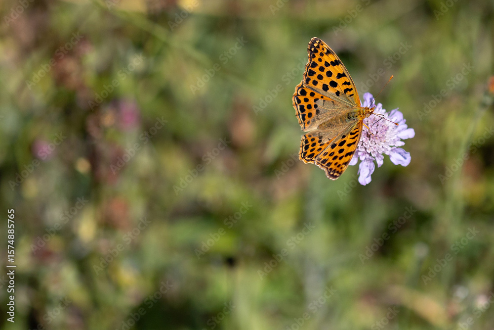 Obraz premium Close-up of queen of spain fritillary butterfly with open wings feeding on a purple flower in a summer meadow, blurred green background