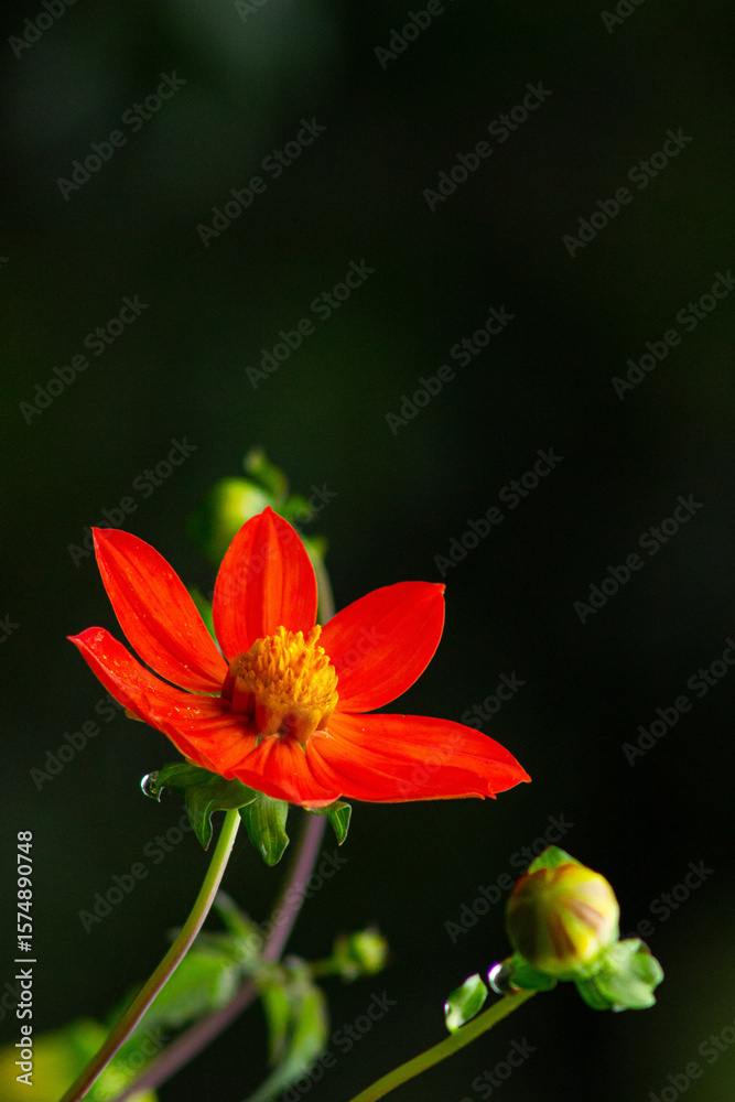 Fototapeta premium red and yellow flower
