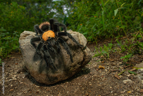 Tar√°ntula Dorada Mexicana