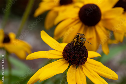Pollen covered honeybee on a Black Eyed Susan flower