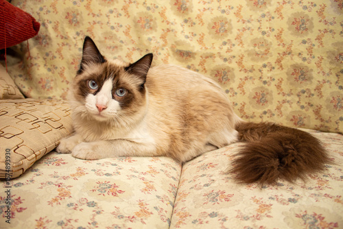 Cat Classical Couch