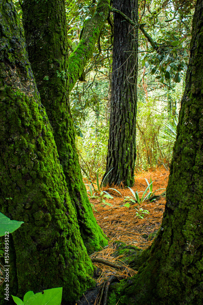 Obraz premium Forest Beauty