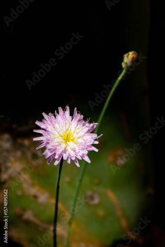 Flower in the spotlight 