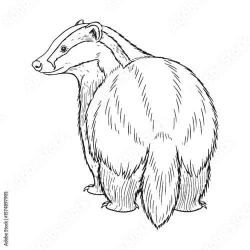 Deepest Badger Resilience Capacity - Badger vector - Badger Line art - Badger Drawing - Vector Lineart of Badger - Badger icon - its enduring hardy unchanging soul

