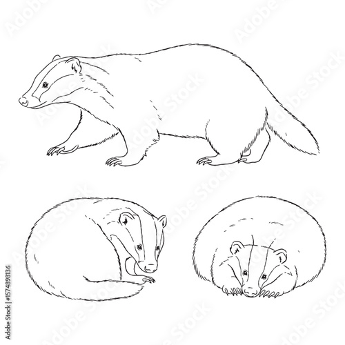 Solid Badger Stocky Form Outline - Badger vector - Badger Line art - Badger Drawing - Vector Lineart of Badger - Badger icon - its commanding intricate dense shape

