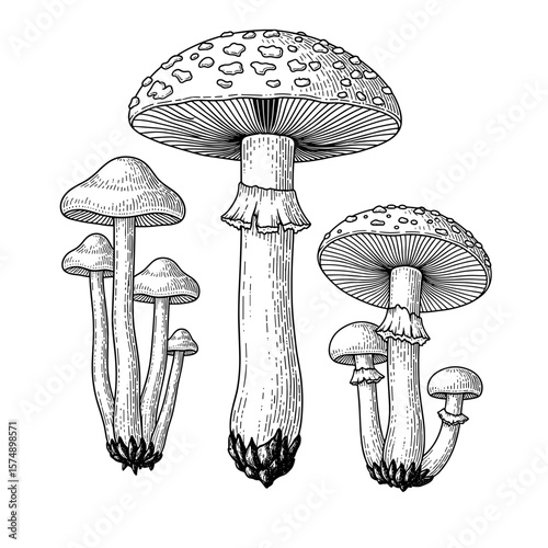Various types of mushrooms illustrated in black and white