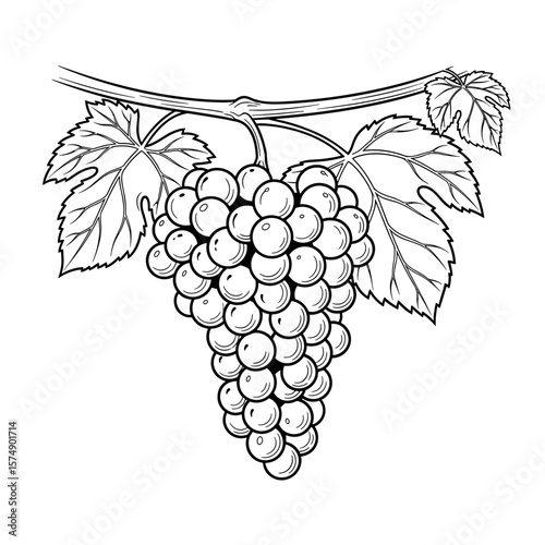 Bunch of grapes hanging from a vine with leaves in black and white