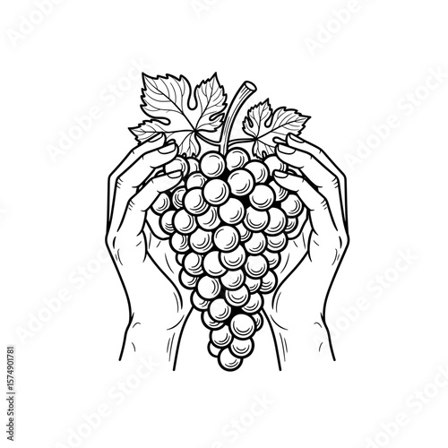Hands gently holding bunch of grapes with leaves in black and white