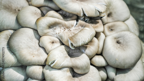 Close up from clusters of oyster mushrooms during an overcast day.