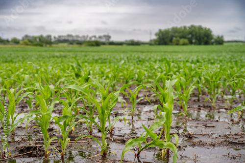 Row crop corn field with puddles of standing water from flooding conditions. 