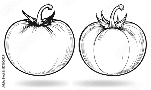 Hand Drawn Tomato Line Art Illustration  Vintage Black and White Vector