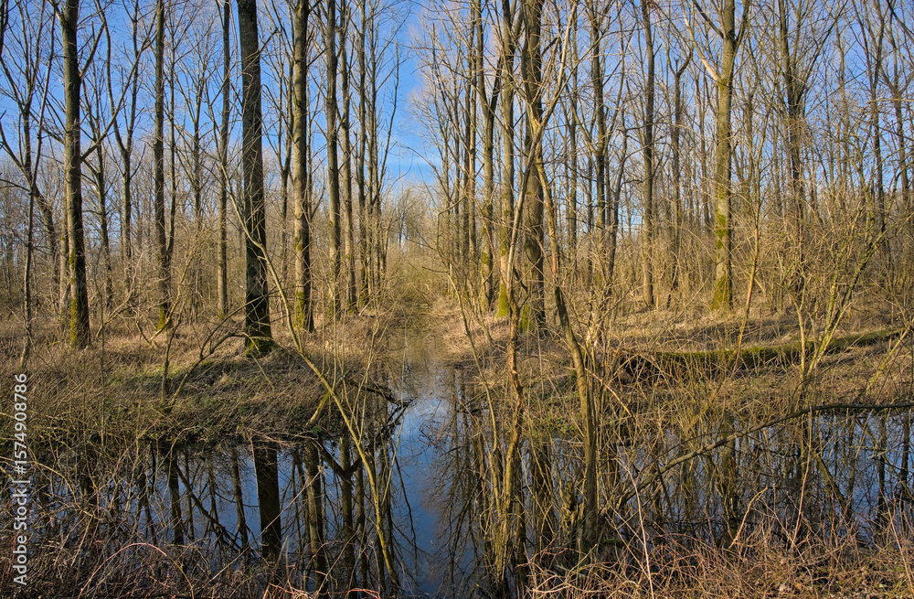 creek in a sunny bare winter forest with reflections of trees in the water in Vinderhoutse bossen nature reserve, Flanders, Belgium creek in a sunny bare winter forest with reflections of trees in the water in Vinderhoutse bossen nature reserve, Flanders, Belgium