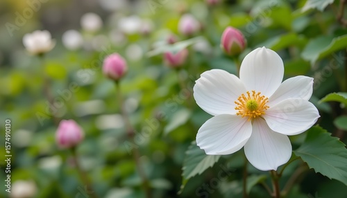 Home and flowers and phool