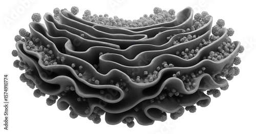 Rough endoplasmic reticulum with flattened sacs covered in ribosomes, giving a textured appearance