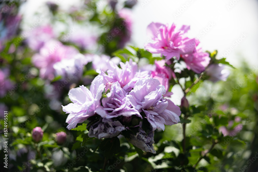 Rose of Sharon Rose of Sharon