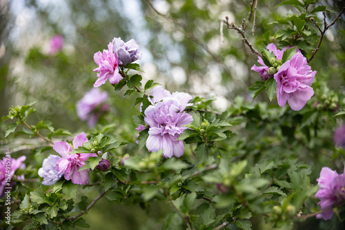Rose of Sharon