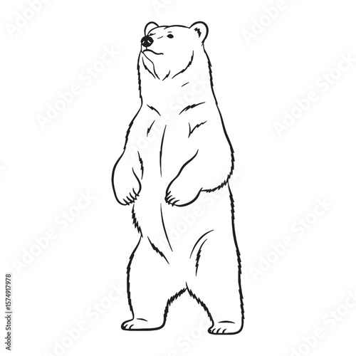 Ultimate Bear Untamed Spirit Conception - Bear vector - Bear Line art - Bear Drawing - Vector Lineart of Bear - Bear illustration - its pure inherent wild being

