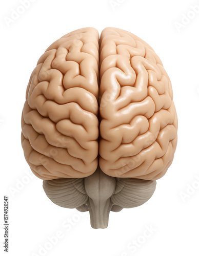 Human brain, convoluted cortex with distinct gyri and sulci patterns