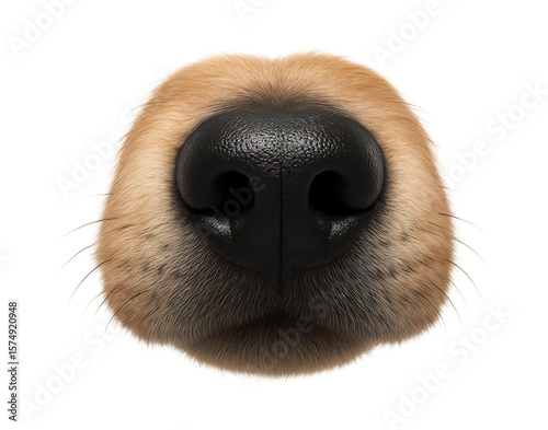 Canine snout with black, wet nose pad and visible whisker follicles