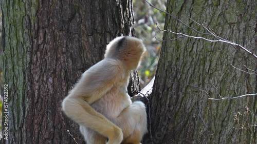 Close up of white Gibbon monkey sitting around a tree in spring