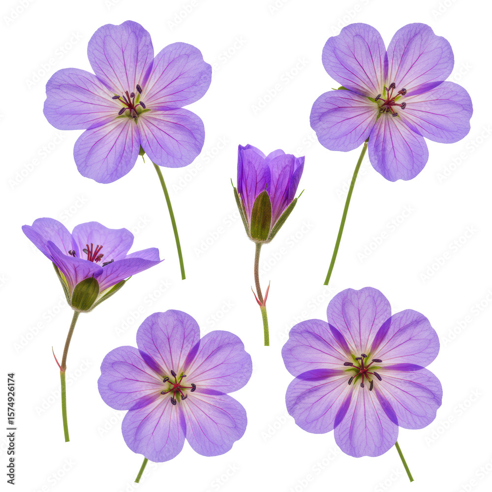 Fototapeta premium Five detailed purple Cranesbill Geraniums, periwinkle petals with dark veins, reddish anthers, green stems, varied views, isolated on a clean white background with copy space, bright studio light,
