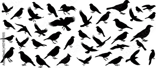 Vector art of an assortment of bird silhouettes showcasing diverse avian forms
