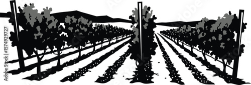Minimalist Vineyard Design