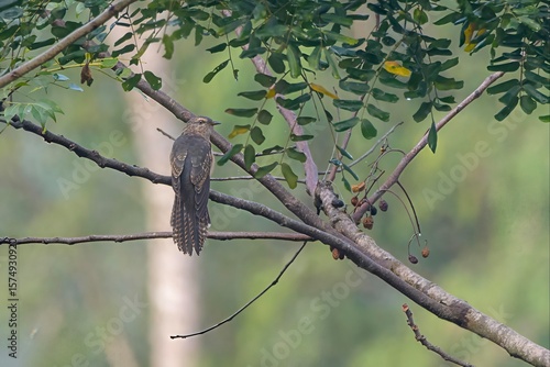 plaintive cuckoo (Cacomantis merulinus), a species of bird belonging to the genus Cacomantis in the cuckoo family Cuculidae, at Karimganj Assam, India