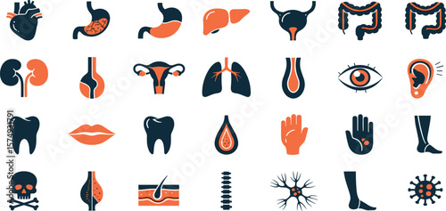 Human organ, anatomy icon set. Vector glyph pictograms of brain, heart, lungs, liver, stomach, intestine, kidney medical, healthcare, and biology concept black silhouette illustration.