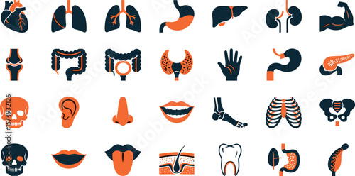 Medical organs line icon set. Vector pictograms of anatomy, body parts, kidney, bladder, pancreas, intestine, thyroid, pelvis, skeleton, joint, hand, nose, mouth, tongue, thin linear illustration
