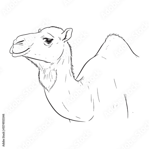 Conveying Camel Endurance - Camel vector - Camel Line art - Camel Drawing - Vector Lineart of Camel - Camel icon - hardy essence

