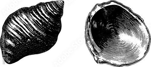 Vintage engraved abalone shell art set for creative designs