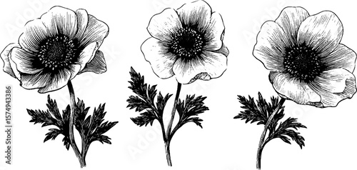 Engraved anemone flower illustrations for art and design