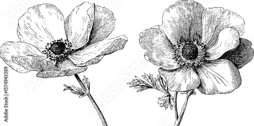 Engraved anemone flower illustration collection for design and decoration