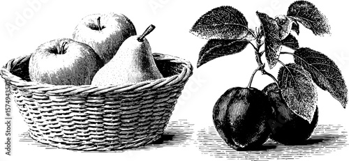 Engraved fruit illustrations featuring apple basket and pear for print design
